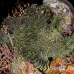 rhinopias_lacy_crci_mb_h_0348_png3281.jpg